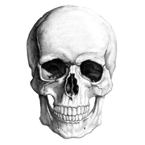 Skull 1