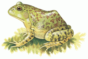 Where the Frogs Are image 4