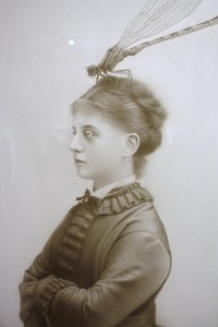 Our Insect Friends 4