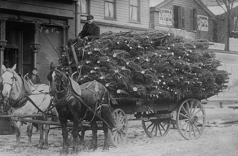 A load of Christmas trees in horse-and-buggy days.
