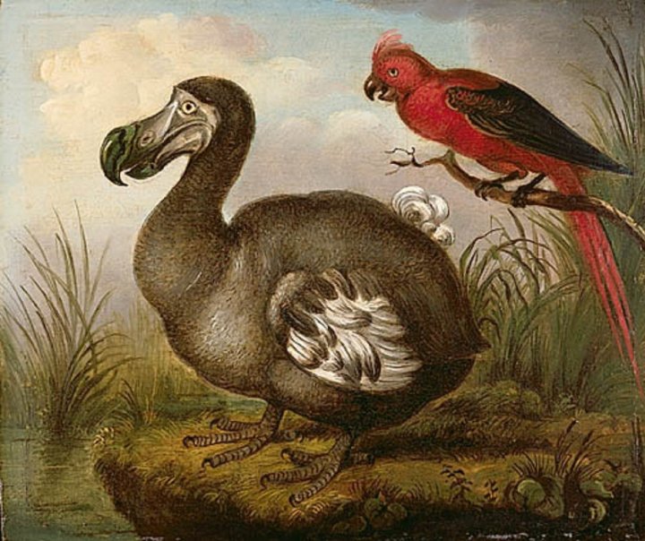 The Elegant Dodo