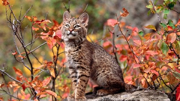 Bobcat