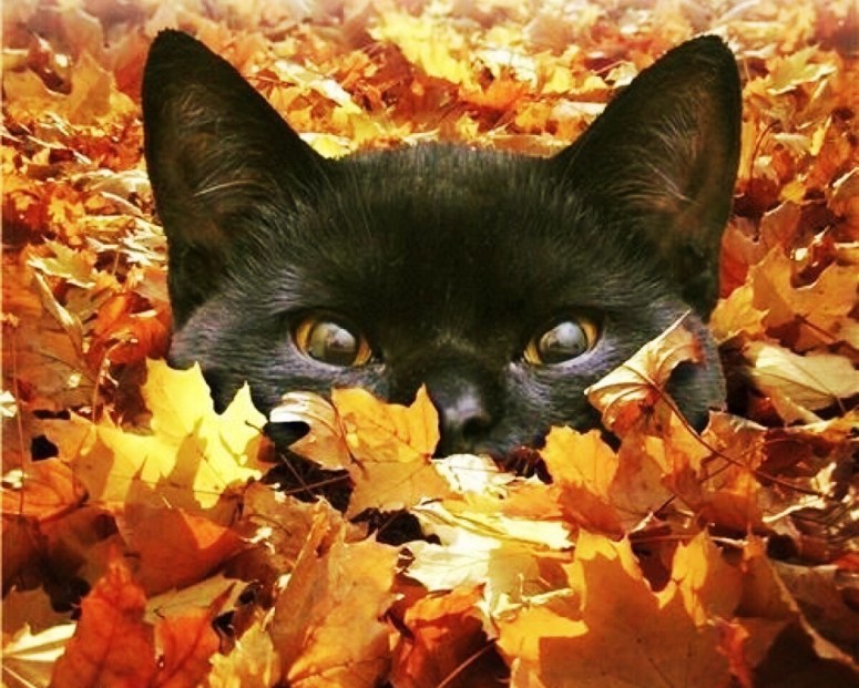 Autumn Cat