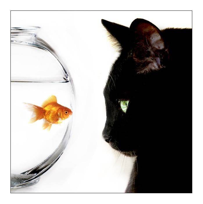 Goldfish and Cat