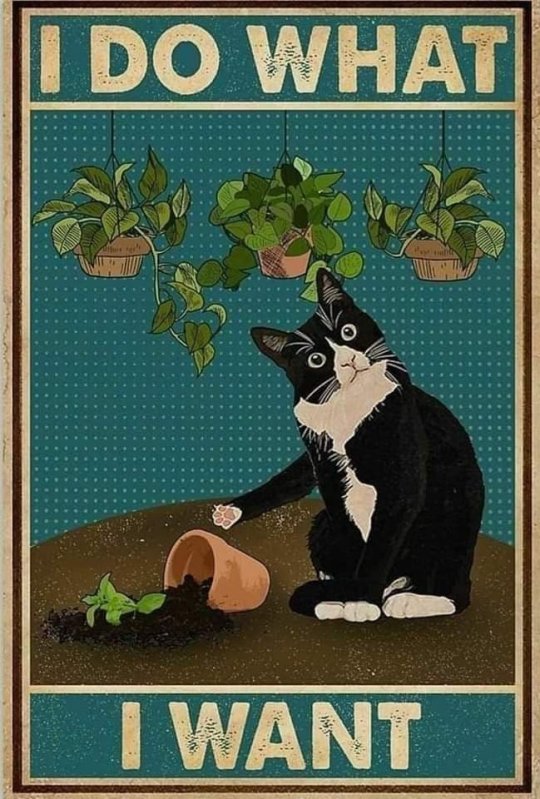 Cat (I Do What I Want)