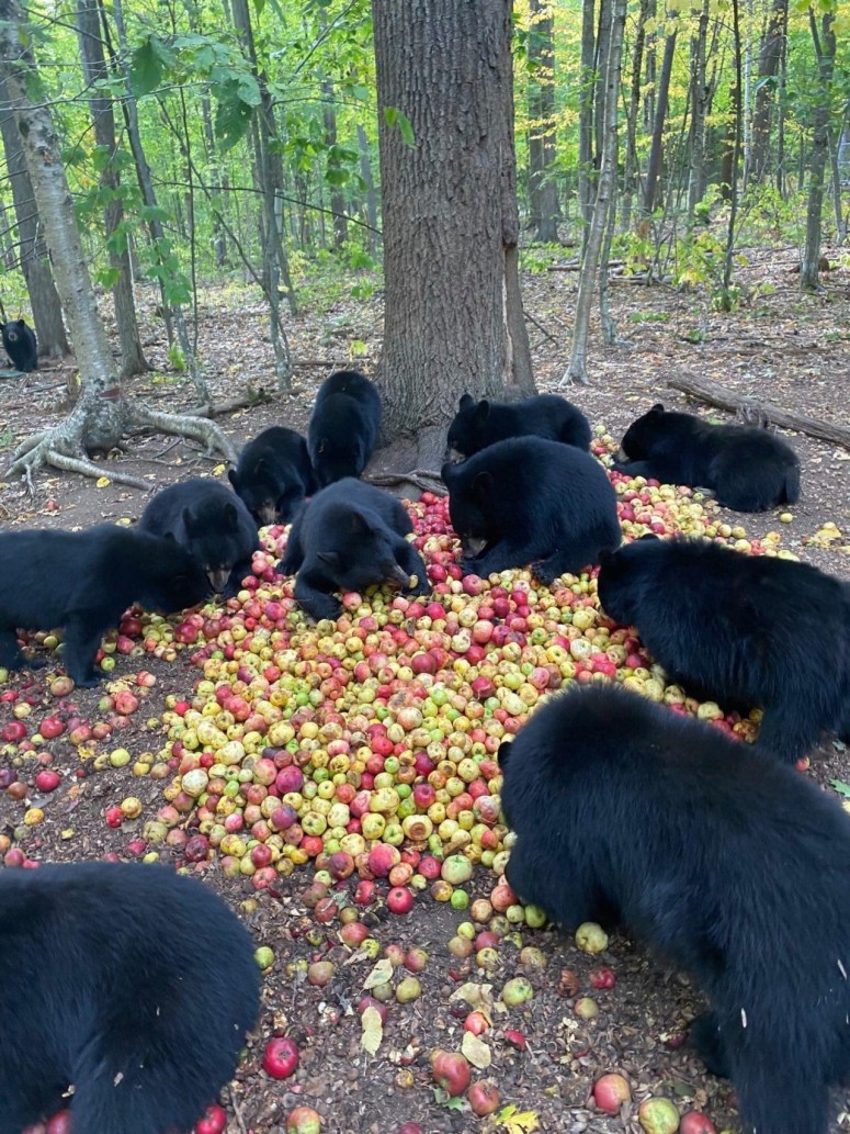 Bears and Apples