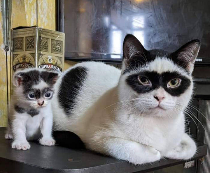 Cats, Daddy and Baby