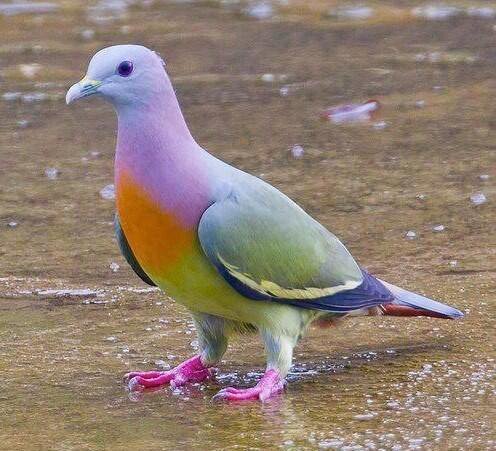 Pigeon (Pink-Necked Green Pigeon from Southeast Asia)