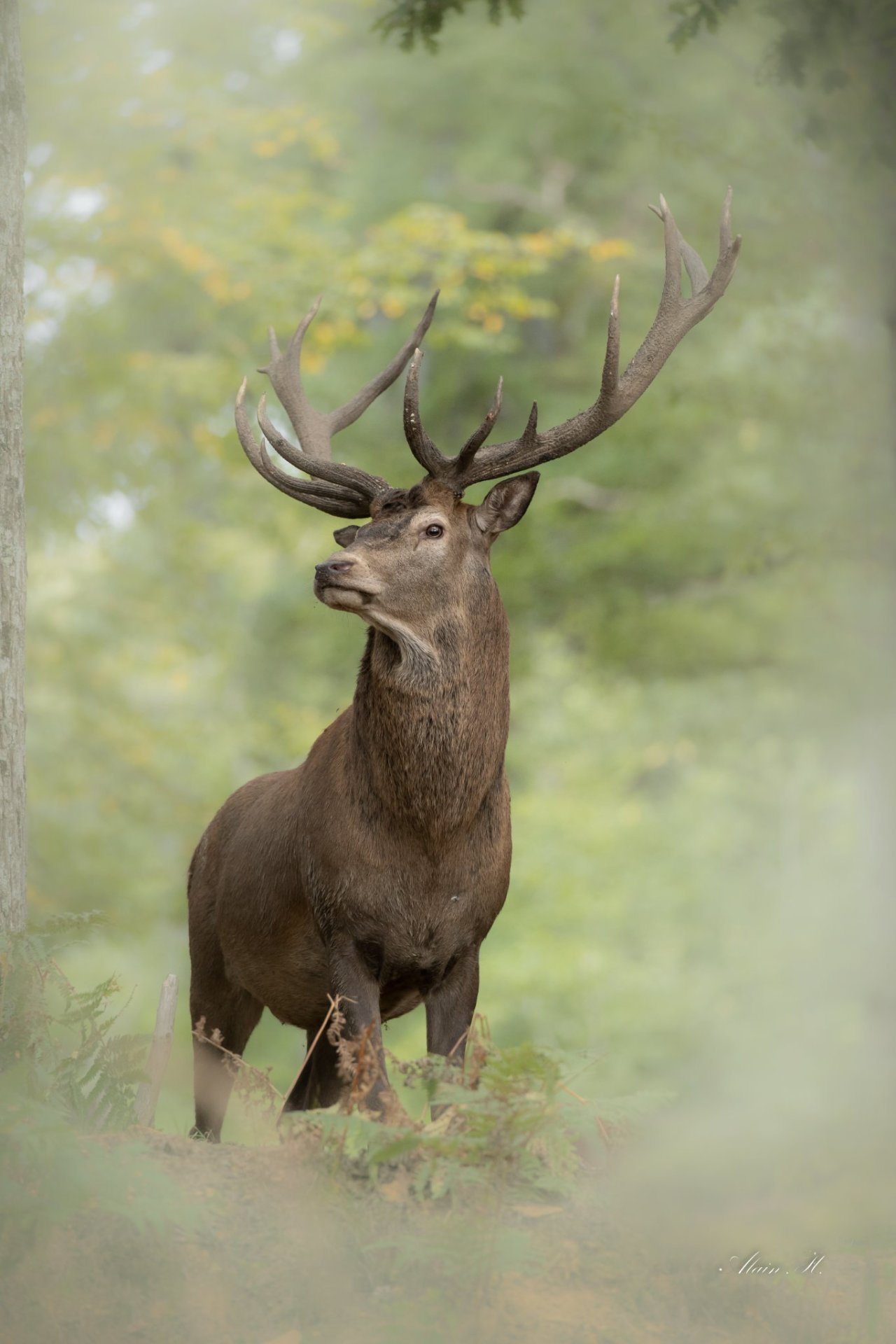 Deer