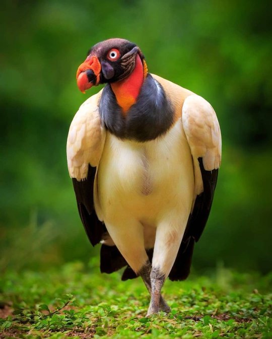 King Vulture