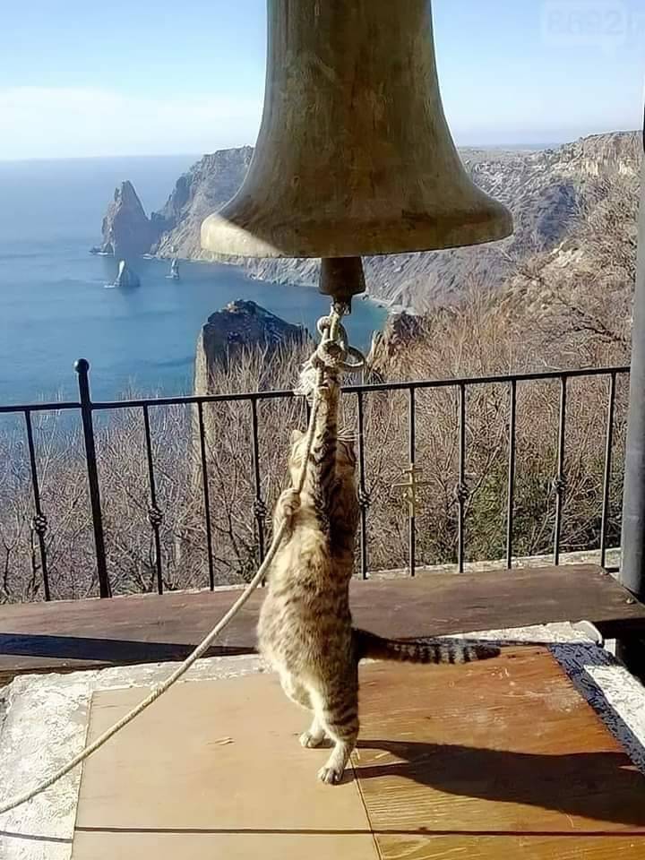 Kitty Bell Ringer