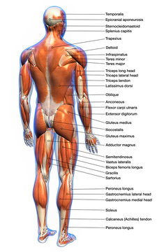 Gluteus Maximus image 5