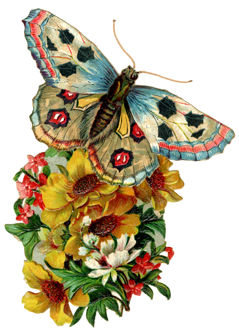 His Butterfly image