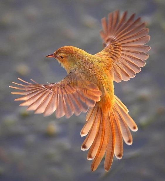 Beauty in Flight 2