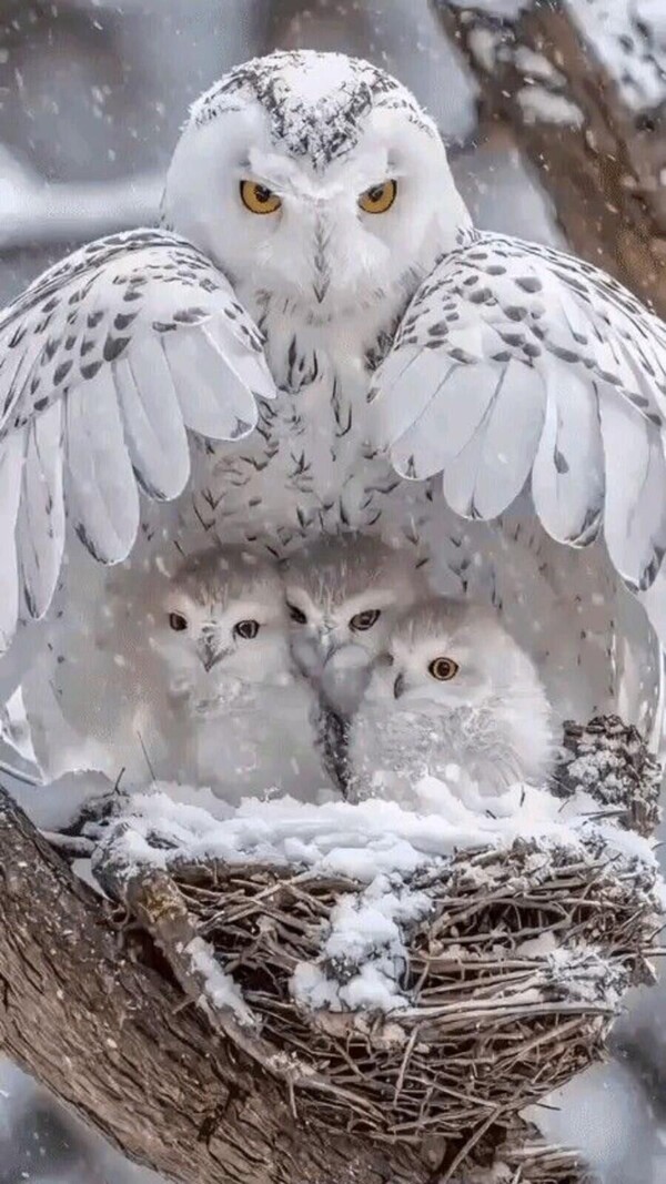 Owl Babies